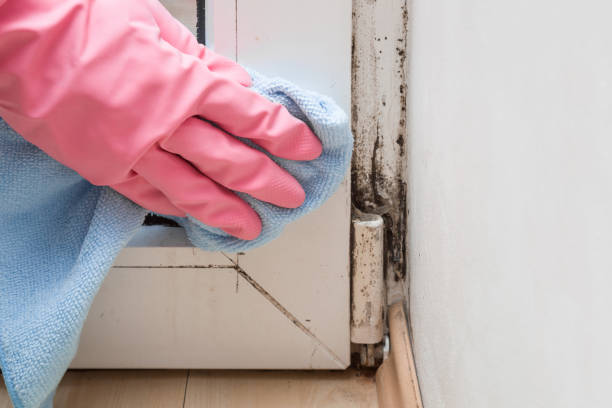 Why You Should Choose Our Mold Remediation Services in Alameda, CA